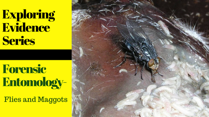 Exploring Evidence Series Forensic Entomology--Maggots