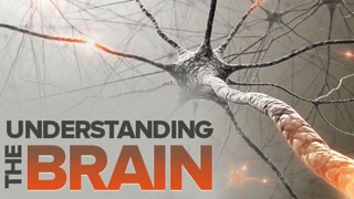 TTC - Jeanette Norden - Understanding The Brain1