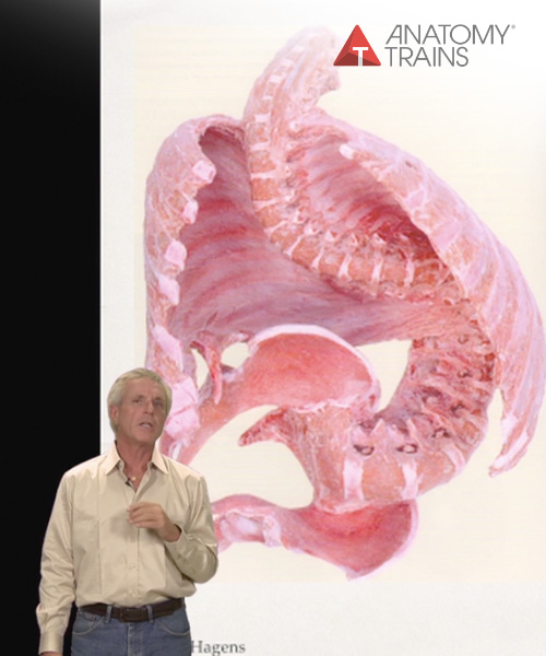 Tom Myers - The Science of Bodywork #2 Embryology of Fascia1