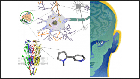 Coursera - Drugs and the Brain