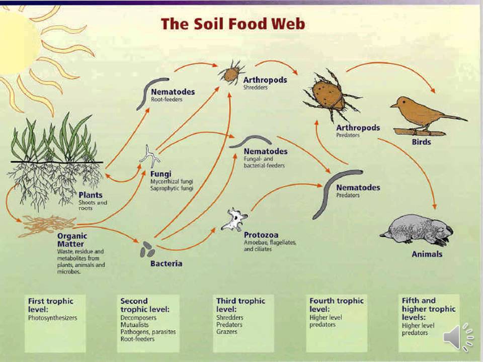 Dr. Elaine Ingham - Compost Tea