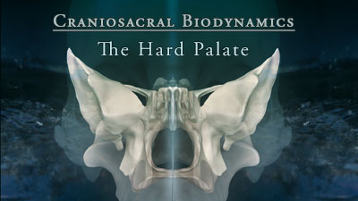 Lyons Institute - Biodynamic Craniosacral: Volume 2 - The Hard Palate